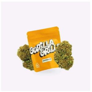 amnesia 47 5G  - 10% cbd